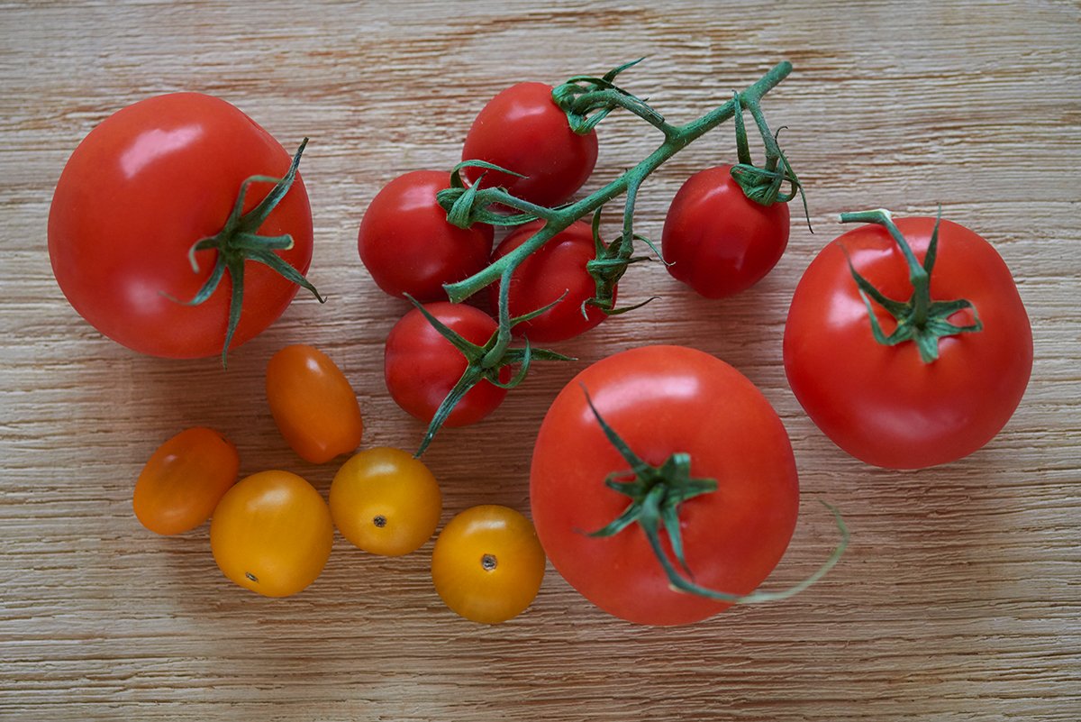 tomaten-sind-giftig-fuer-hunde-bloss-nicht-fuettern-foto-maike-helbig-fuer-www.ciaogianna.de